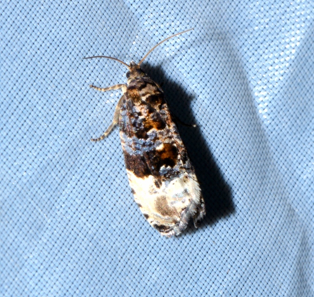 Tortricidae: Hedya nubiferana